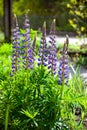 Blooming lupine flowers. A field of lupines. Violet and pink lupin in meadow. Colorful bunch of lupines summer flower background Royalty Free Stock Photo