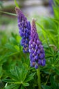 Blooming lupine flowers. A field of lupines. Violet and pink lupin in meadow. Colorful bunch of lupines summer flower background Royalty Free Stock Photo