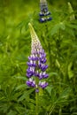 Blooming lupine flowers. A field of lupines. Violet and pink lupine in meadow Royalty Free Stock Photo