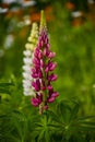 Blooming lupine flowers. A field of lupines. Violet and pink lupine in meadow Royalty Free Stock Photo