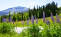 Blooming lupine flowers with mount Grosser Arber in National park Bayerischer Wald, Germany.