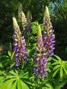 Blooming Lupine Flowers