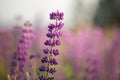 Blooming lupine flowers. Violet and pink lupin in meadow. Colorful bunch of lupines summer flower background Royalty Free Stock Photo