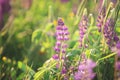 Blooming lupine flowers. Violet and pink lupin in meadow. Colorful bunch of lupines summer flower background Royalty Free Stock Photo