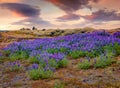 Blooming lupine flowers on the volcanic hills.