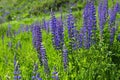 Blooming lupine