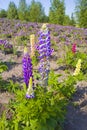 Blooming lupine in sunny day Royalty Free Stock Photo