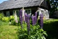 Blooming lupines in the garden. Lupine flowers close-up. Vivid floral botanical natural background. Multi-colored blossoms with