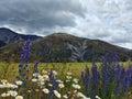 Blooming lupins and daisyflowers in a cloudy mountain panorama Royalty Free Stock Photo