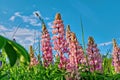 Blooming Lupinus perennis against the blue sky. Summer\'s wild flowers Royalty Free Stock Photo