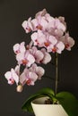 Blooming lush orchid with striped petals is called Phalaenopsis Moscow . Home flowers