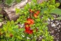 Blooming lush quince bush