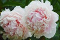 White pink delicate flowers of peonies in full bloom against a background of green leaves. Beautiful summer flowers, natural