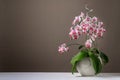 Blooming lush white pink red orchid phalaenopsis in ceramic pot on a white tablecloth against a dark grey  brown wall Royalty Free Stock Photo