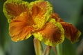 A macro closeup orange canna lily flower