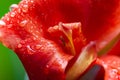 A macro closeup red canna lily flower