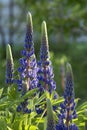 Blooming macro lupine flower field with purple flower. Bunch of lupin summer background. Violet spring Lupinus