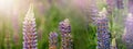 Blooming macro lupine flower. Lupinus field with pink purple and blue flowers Royalty Free Stock Photo
