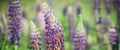 Blooming macro lupine flower. Lupinus field with pink purple and blue flowers. Royalty Free Stock Photo