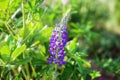 Blooming macro lupine flower. Lupinus, lupin, lupine field with pink purple and blue flower. Bunch of lupines summer flower backgr Royalty Free Stock Photo