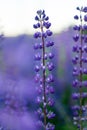 Blooming macro lupine flower. Lupinus, lupin, lupine field with pink purple and blue flower Royalty Free Stock Photo