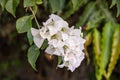 Blooming Magenta bougainvillea flower in a garden.Beautiful close up white bougainvillea flower.