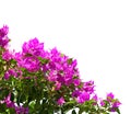 Blooming magenta Bougainvillea isolated on white background