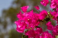 Blooming magenta Bougainvillea, Israel