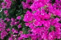 Blooming magenta color bougainvillea flower background texture. Thorny ornamental plant. Greek flora