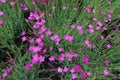 Blooming magenta colored Dianthus deltoides