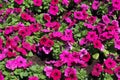 Blooming magenta-colored petunias in the garden Royalty Free Stock Photo