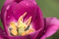 Blooming magenta tulip with pollen stamens