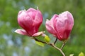 Blooming magnolia Royalty Free Stock Photo