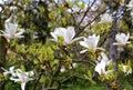 Blooming magnolia with beautiful white flowers Royalty Free Stock Photo