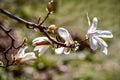 Blooming magnolia branch