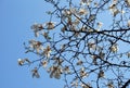 Blooming magnolia branch