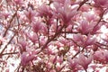 Blooming magnolia branches