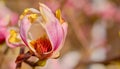 Blooming magnolia bud. Close-up of a magnolia blossom - one of the first spring flowers. Selective focus. Idea for a postcard or Royalty Free Stock Photo