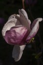 Blooming magnolia closeup. Macrophoto of flower