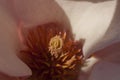 Blooming magnolia closeup. Macrophoto of flower