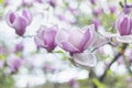 Blooming magnolia in early spring Royalty Free Stock Photo