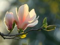 Blooming magnolia flower on branch Royalty Free Stock Photo