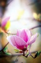 Blooming magnolia flower close-up with copy space Royalty Free Stock Photo