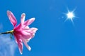 Blooming Magnolia Flower Royalty Free Stock Photo