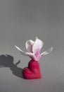 blooming magnolia flower stands in a vase of the color of the year 2023 Viva Magenta on a gray background