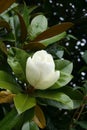 Blooming magnolia, Great Banyan