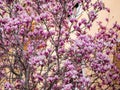 Blooming magnolia. Large pink with a hint of purple flowers on a magnolia tree in early spring. Beautiful magnolia spring blossoms Royalty Free Stock Photo