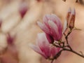 Blooming magnolia. Large pink with a hint of purple flowers on a magnolia tree in early spring. Beautiful magnolia spring blossoms Royalty Free Stock Photo
