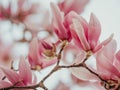 Blooming magnolia. Large pink with a hint of purple flowers on a magnolia tree in early spring. Beautiful magnolia spring blossoms Royalty Free Stock Photo