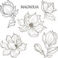 Blooming magnolia with leaves, Outline hand drawing vector illustration Royalty Free Stock Photo